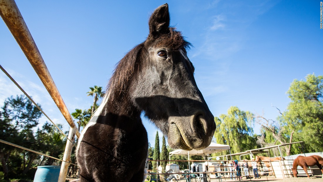 Animals such as horses have long been used in therapy.  