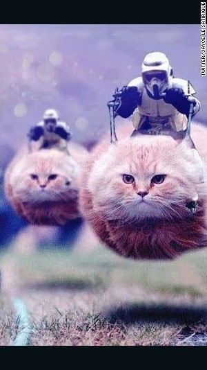 Hovercat Brussels Lockdown Tweet Large 916 Jpg