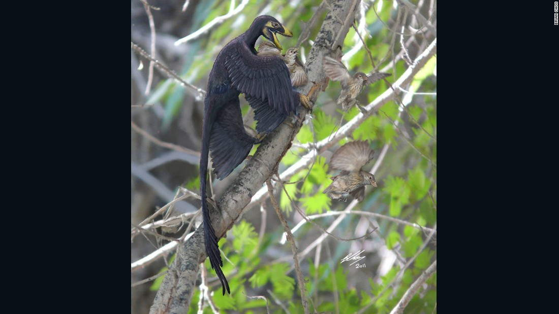 Xu announced the discovery of the four-winged microraptor in 2003 although scientists believe it glided rather than flew -- shedding light on how birds&#39; ancestors learned to fly.  