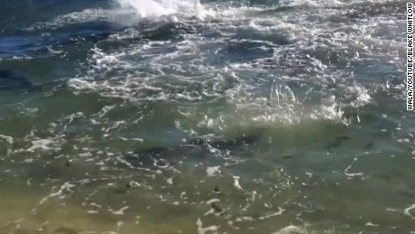 Shark Feeding Frenzy Caught On Camera Cnn Video