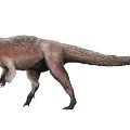 Yutyrannus