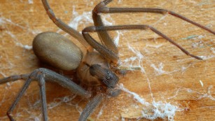 Fires, floods, now funnel-web spiders: Australia facing arachnid