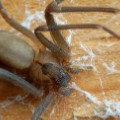 01 dangerous spiders brown recluse