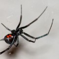 02 dangerous spider