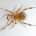 03 dangerous spider brown widow