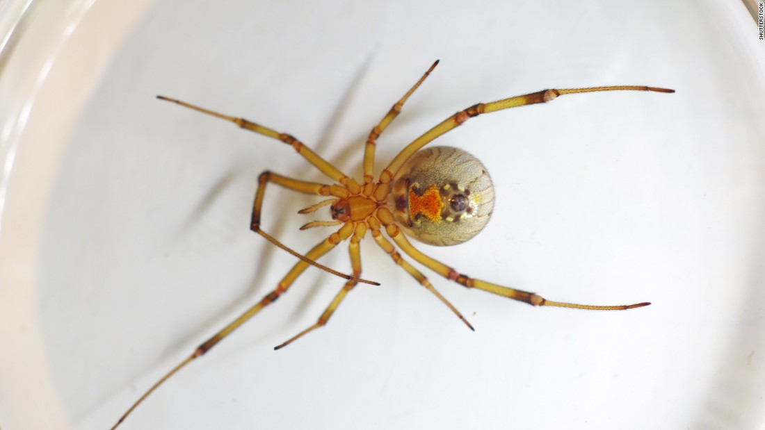 A brown widow spider, which also has an hourglass-shaped marking on its abdomen, is slightly less venomous than the black widow. It&#39;s thought to live in most of the world&#39;s most tropical locations as well as in the southern United States. These nocturnal creatures have painful bites that can result in serious swelling and redness.