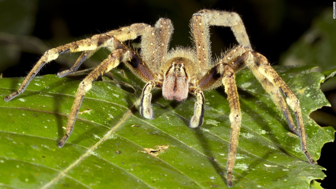 Although they resemble the harmless tarantula, Brazilian wandering spiders, known for building webs in bananas, are considerably more dangerous. The South American specimen may well be the most venomous spider on the planet. Its bite could be life-threatening.