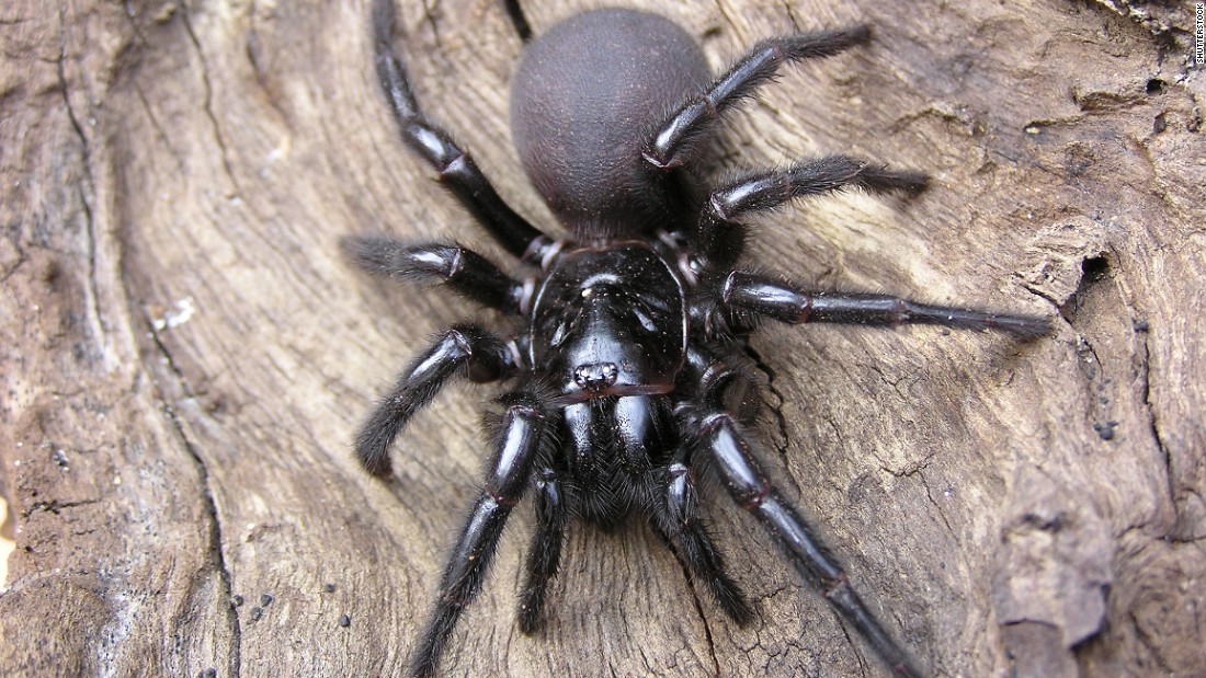 The Sydney funnel-web spider, generally found in Australia, also gives a painful bite. The funnel-web spider&#39;s venom, which attacks the central nervous system, has caused the deaths of more than a dozen people over the past 100 years.