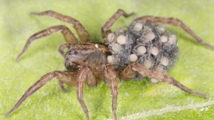 Wolf spider bite: Symptoms, treatment, and prevention