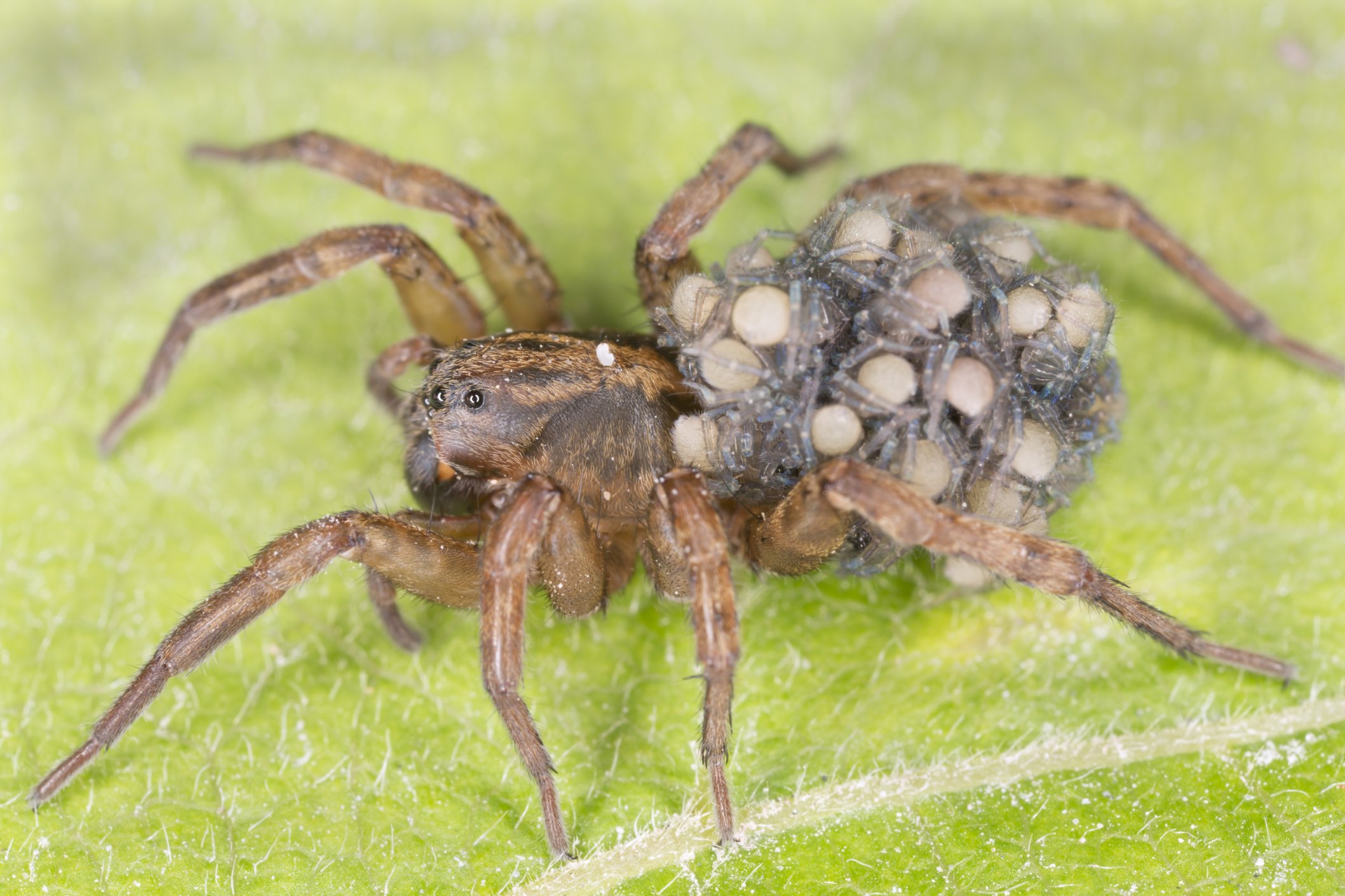 the-most-dangerous-spider-on-earth-the-earth-images-revimage-org