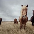 Icelandic horses 1