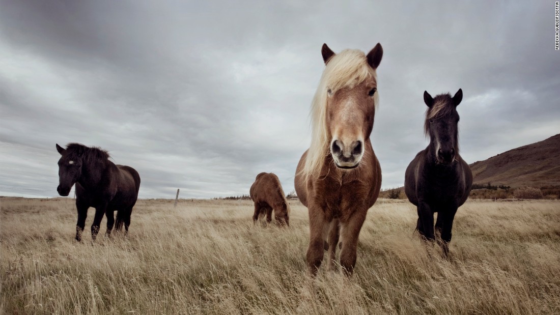 As early as the 10th century, in an attempt to ward off degeneration of stock brought about by crossbreeding, a ban on importing horses into Iceland was introduced -- a law that still stands today -- meaning the Icelandic horse has been pure bred for over 1,000 years. And just as no horse can be imported into Iceland from foreign shores, any Icelandic horse to depart the country is also forbidden to ever return.