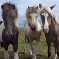Icelandic horses 2