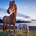Icelandic horses 3