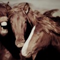 Icelandic horses 5