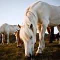 Icelandic horses 6