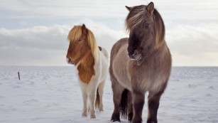 Iceland: New coat color found in Icelandic horse