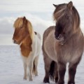 Icelandic horses 7