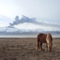 Icelandic horses 8