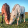 Icelandic horses 9