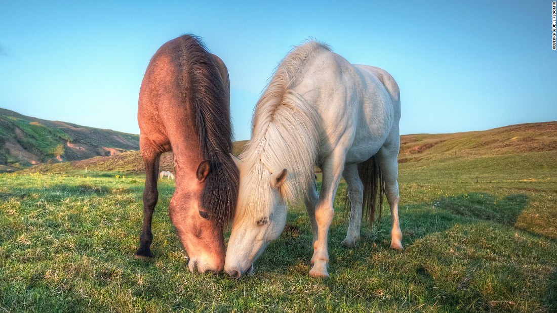 iceland new coat color found in icelandic horse  cnn