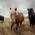 Icelandic horses 10