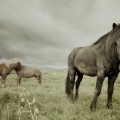 Icelandic horses 11