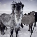 Icelandic horses 12