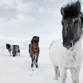 Icelandic horses 13