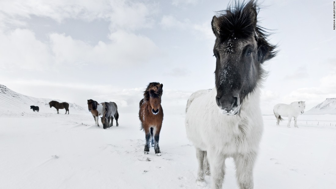 They were the original horses of the Vikings. Taken to Iceland from Norway in the ninth and 10th centuries to help Norse settlers colonize their new surroundings. Fast forward a millennium, and after undergoing a unique policy of pure breeding, the Icelandic horse is today perhaps the most majestic of all members of the equine family.