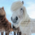 Icelandic horses 14