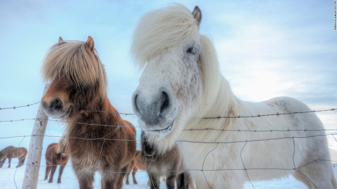 Said to give off the impression of courage and power when being ridden, the Icelandic horse is distinctive for its thick and plentiful mane and tail. While boasting a finer coat in the summer, a longer, thicker coat with three distinct layers is grown to help protect them from Iceland&#39;s biting cold winter months.