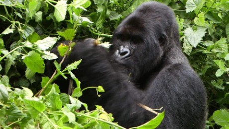 How to save mountain gorillas in the Congo