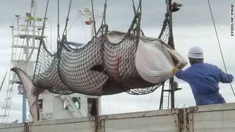 Japanese hunters kill 120 pregnant minke whales 