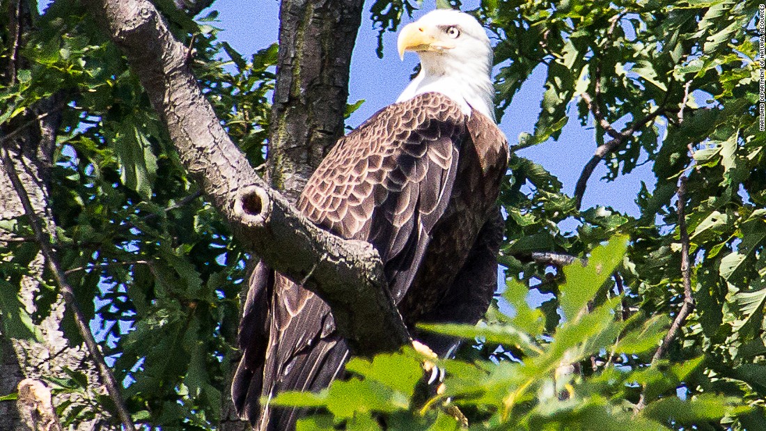 Populations of many bird species were severely depleted during the mid-20th century in the U.S. due to widespread use of the pesticide DDT. Only after it was banned in the early 1970s did the likes of bald eagles start to recover. 
