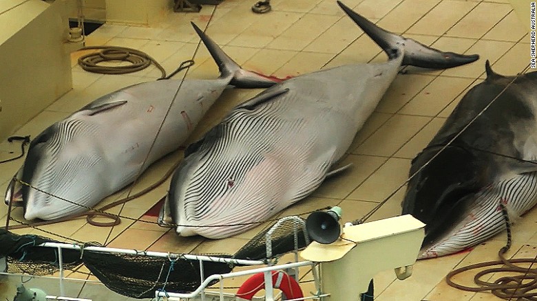 Sea Shepherd to suspend pursuit of Japanese whalers - CNN