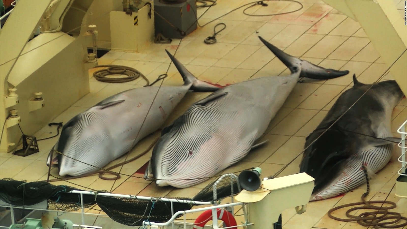 Japanese Hunters Kill 120 Pregnant Minke Whales Cnn 1069