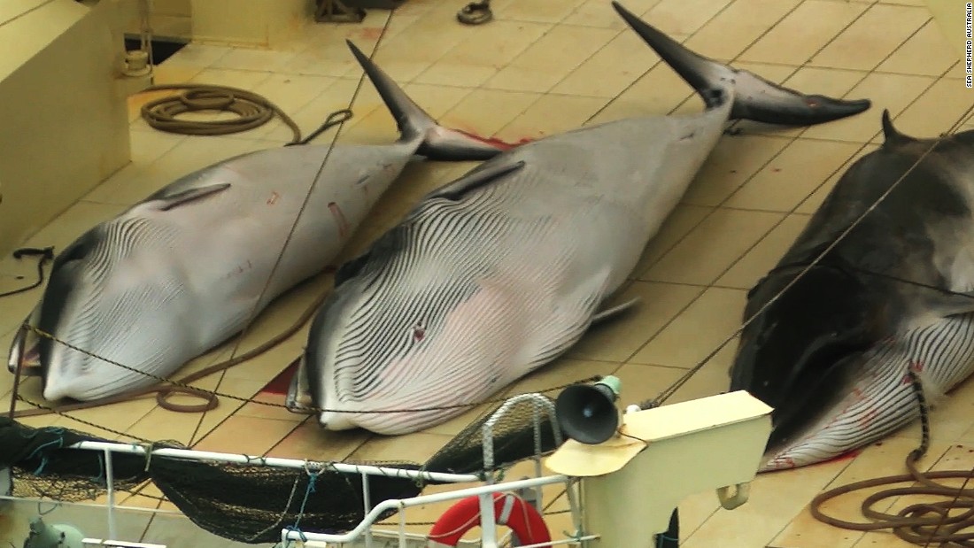 why-is-japan-still-whaling-2015-cnn-video