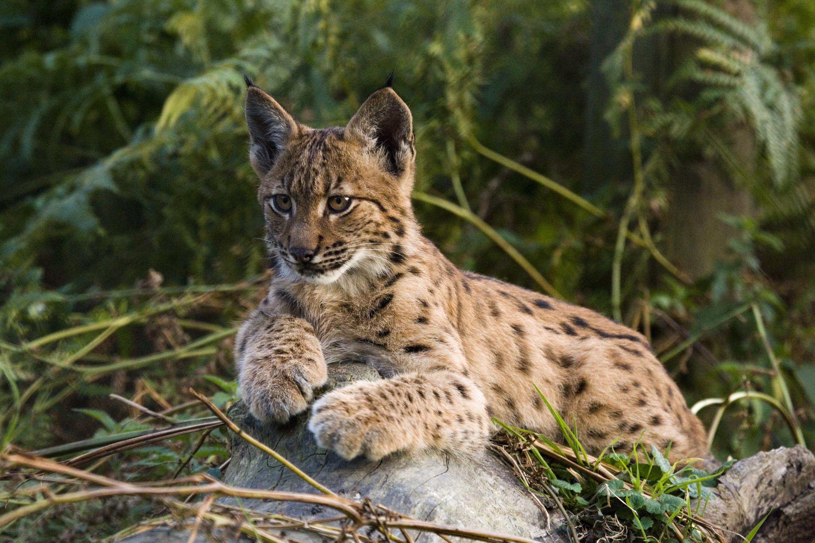Lynxes / How To Catch A Wild Cat Tracking Lynx Across The Vast By U S