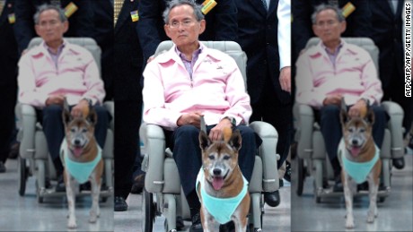 Man could face prison time for insulting King&#39;s dog