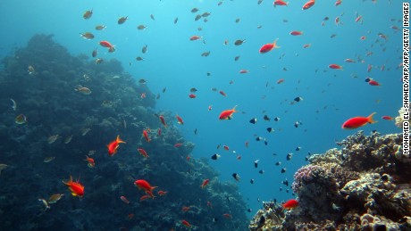 koraalriffen op het Sinaï-schiereiland zijn een internationale duikhotspot geworden.