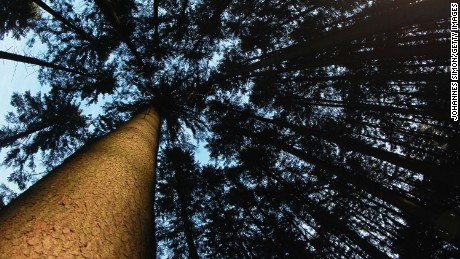 LANDAU AN DER ISAR, GERMANY - NOVEMBER 09:  Upside view to the crown of  a common spruce, seen in a forest on November 8, 2011 near Landau an der Isar, Germany. The German government is conducting a nationwide project to estimate the number, variety and geographic distribution of trees and forests in Germany, as well as their condition and health. Approximately a third of Germany is covered in woodlands, and though that territory has actually expanded since 1989, some analysts fear demand for wood will outstrip supply in coming years due to national growth in industry and bio-energy needs.  (Photo by Johannes Simon/Getty Images)