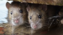 Black Death spread by humans, vindicating rats - CNN