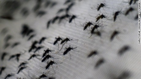 Florida releases experimental mosquitoes to fight Zika