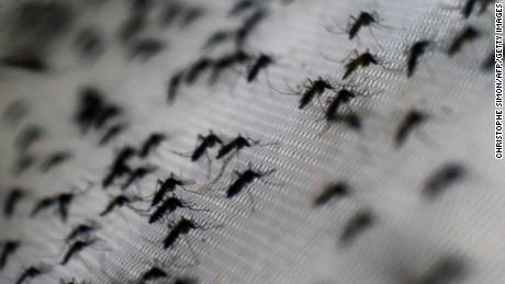 View of Aedes aegypti mosquitoes infected with the Wolbachia bacterium --which reduces mosquito transmitted diseases such as dengue and chikungunya by shortening adult lifespan, affect mosquito reproduction and interfere with pathogen replication-- at the Oswaldo Cruz foundation in Rio de Janeiro, Brazil, on October 2, 2014. The mosquitoes, when released, are expected to quickly infiltrate the insect population and stop the spread of the disease. Small-scale trials have already been conducted in communities in northern Australia.   