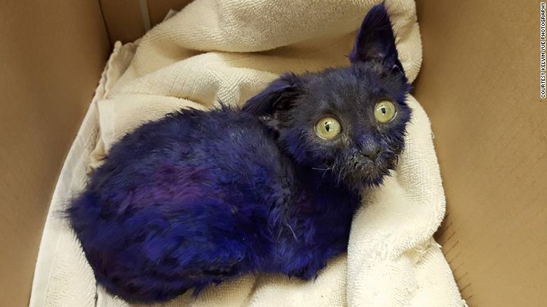 Would you care about this kitten if he weren t purple  CNN