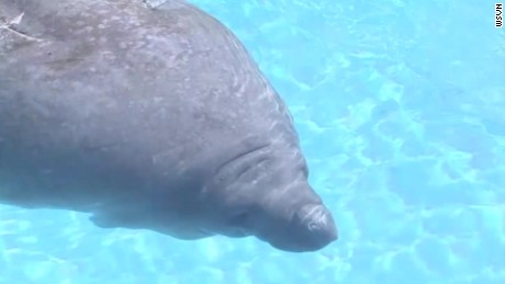 Florida survey spots record number of manatees
