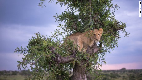 Watch now: The secret lives of leopards