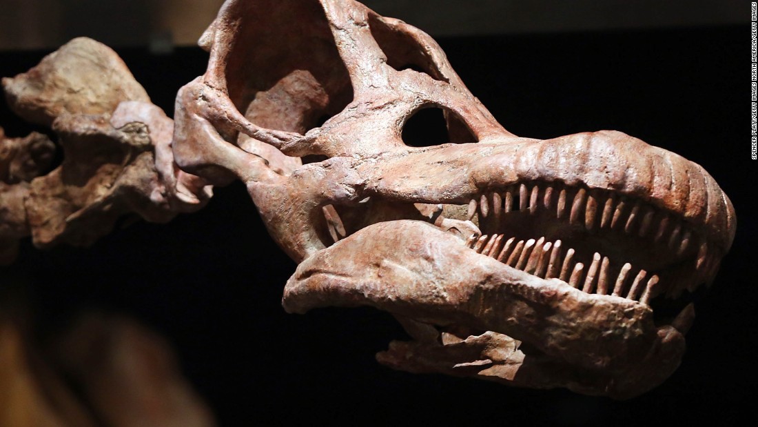 largest dinosaur skull