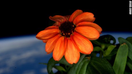 Astronaut Scott Kelly tweets a photo of a zinnia flower in full bloom in space.